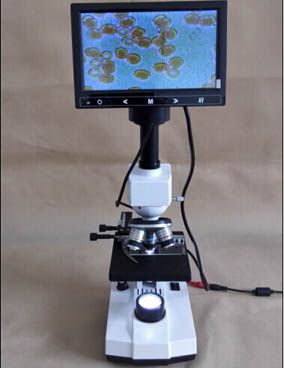 ����һ��Ѫ�����