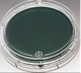 �ɿ���Ѫ��֬ƽ��