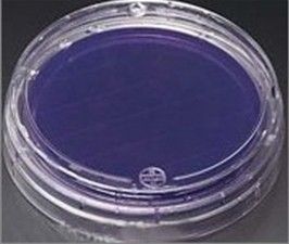 ����������֬ƽ��