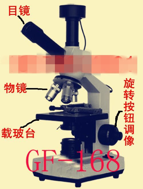 һ��Ѫ��΢�������