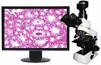 ���ְ�˹��΢��