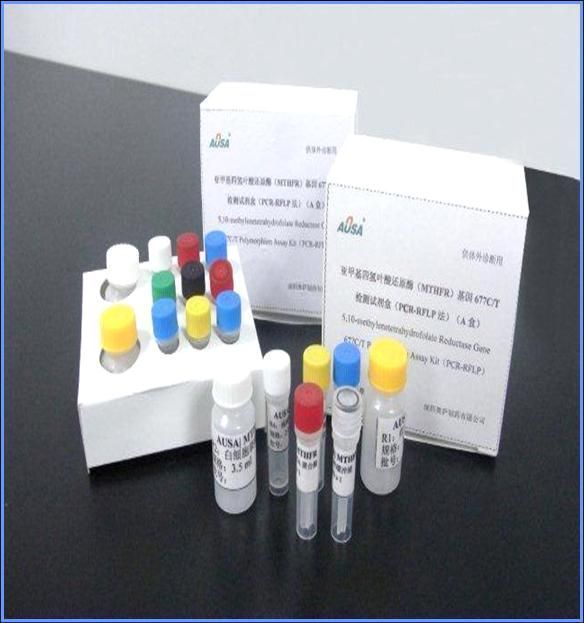 MTHFR�������Լ���