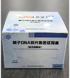 ����DNA��ƬȾɫ�Լ��У���ʽϸ������