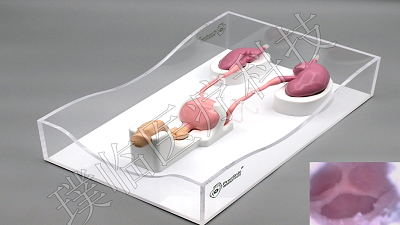 ����ϵͳģ��/����ܾ���ѵ/ѵ��ģ��