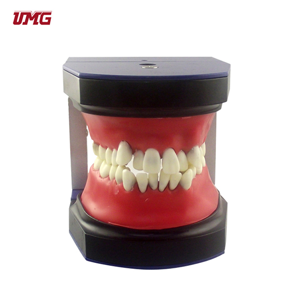 UM-S2B ����ģ������ģ�����ѵ������ģ������Typodont ģ��