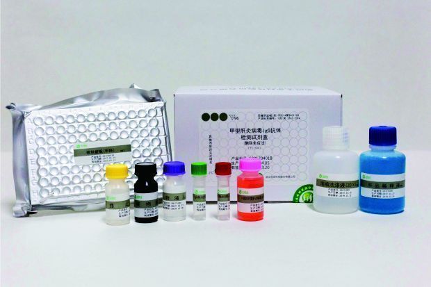 ���͸��ײ���IgG�������Լ��У�ø�����߷���