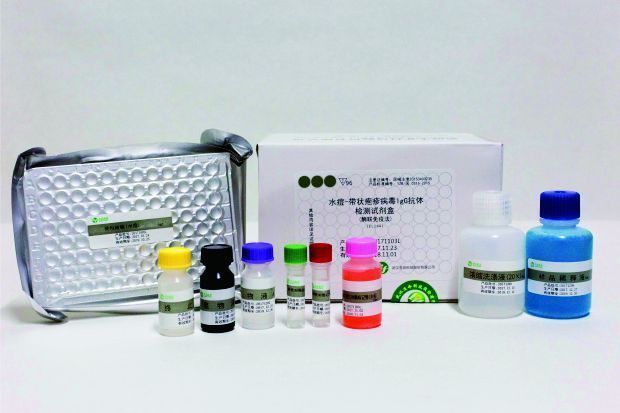 ˮ��-��״�����IgG�������Լ���ø�����߷���