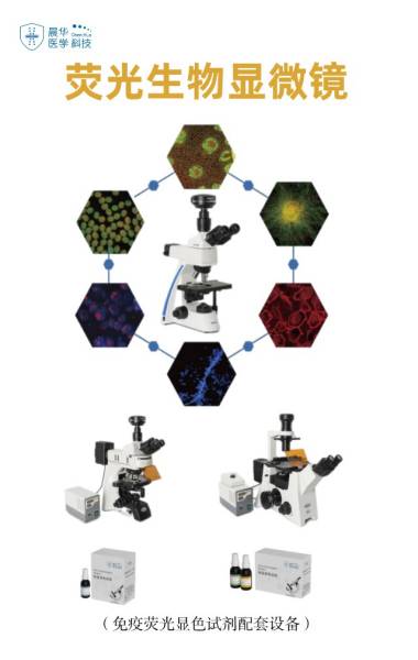 �㶫����ҽѧ����΢����ӫ������Ⱦɫ���