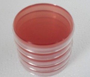 �󿵿���֬ƽ��