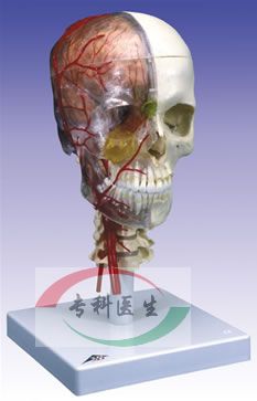 ��ѧ�ú�����­ģ��