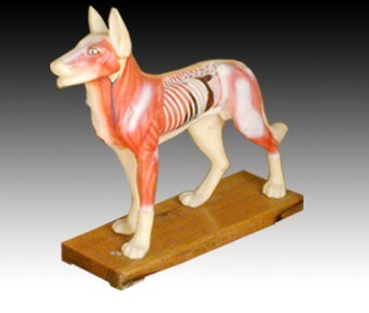 �������ģ��