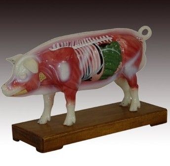 �������ģ��