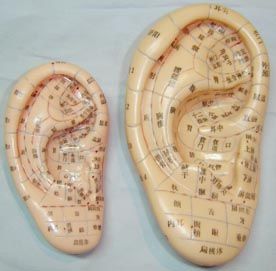 ����Ѩģ��