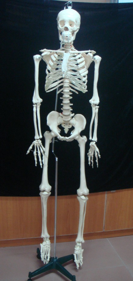 ����ģ��