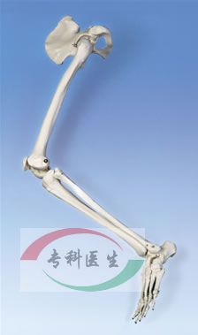 ���Źǵ��ȹǸ�