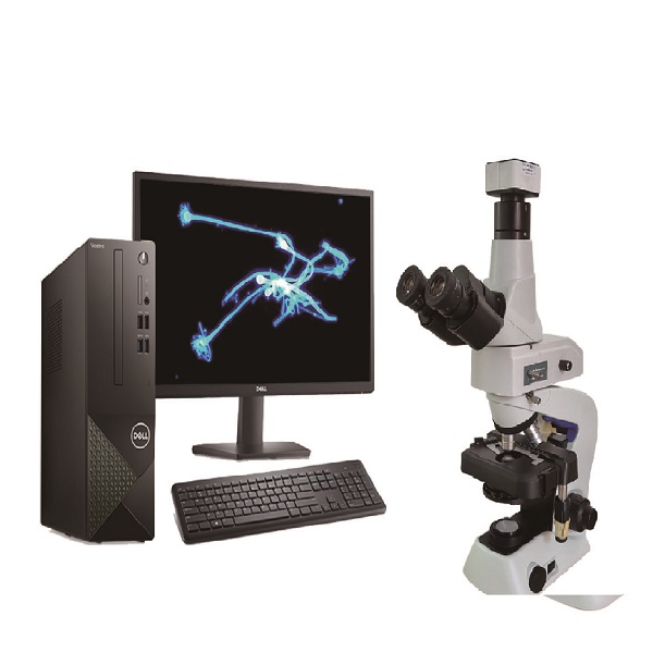 ӫ��������΢��