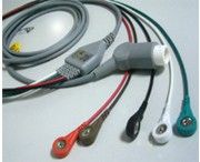 �¶���ŷ�����ĵ絼����